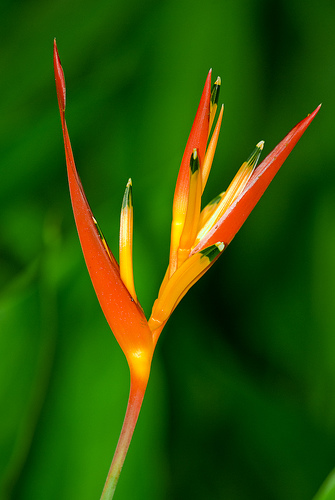 Heliconia Psittacorum